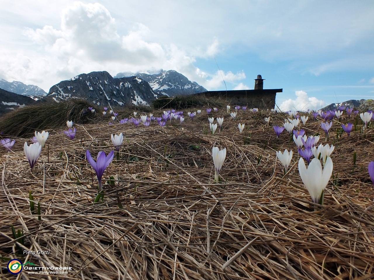 20 Crocus, Roccolo del Tino, Corno Branchino ed Arera.JPG
